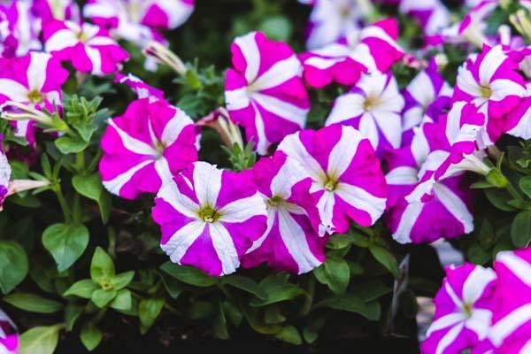 Petunia Hurrah&trade; Rose Star Cell Pack