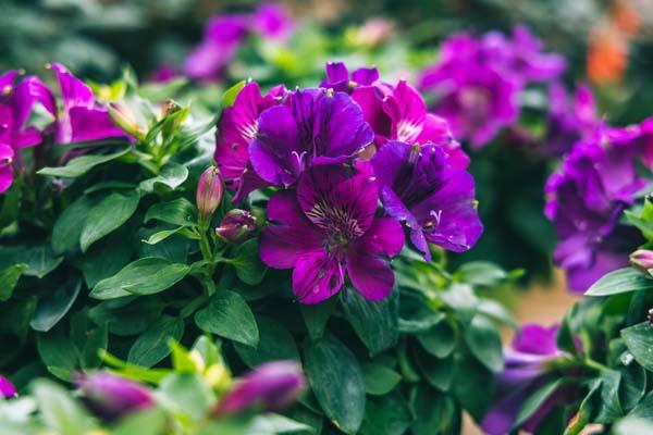 Peruvian Lily 'Tamara' 8in