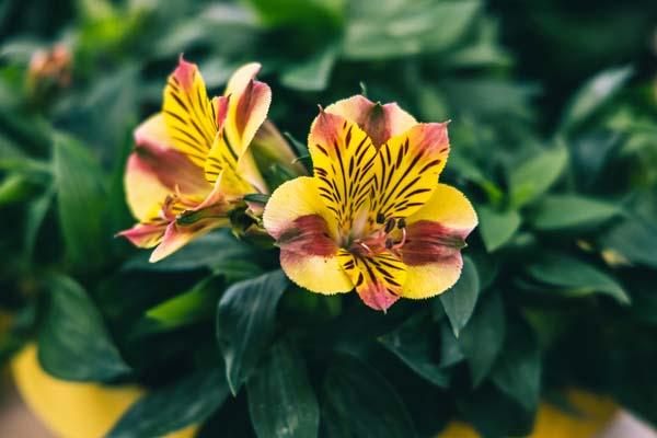 Peruvian Lily 'Diana' 8in