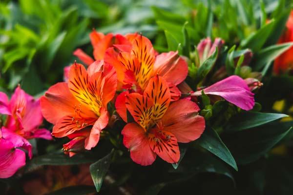 Peruvian Lily 'Elaine Orange' 8in