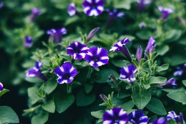 Supertunia&reg; Mini Vista&reg; Violet Star Quart