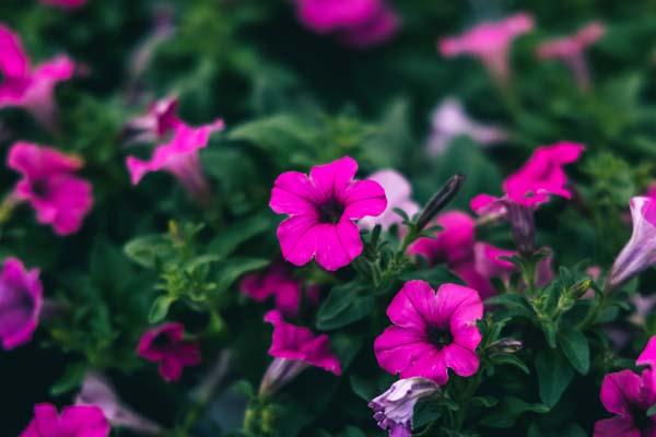 Supertunia&reg; Mini Vista&reg; Hot Pink Quart