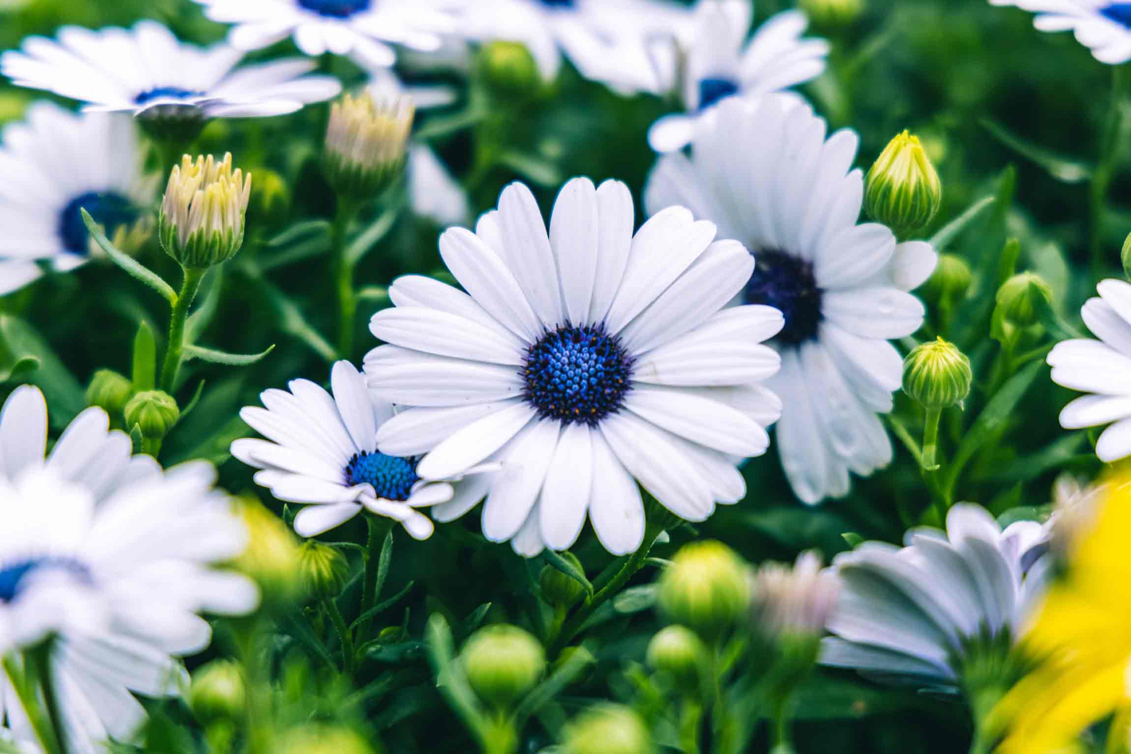 African Daisy Serenity&trade; White Quart