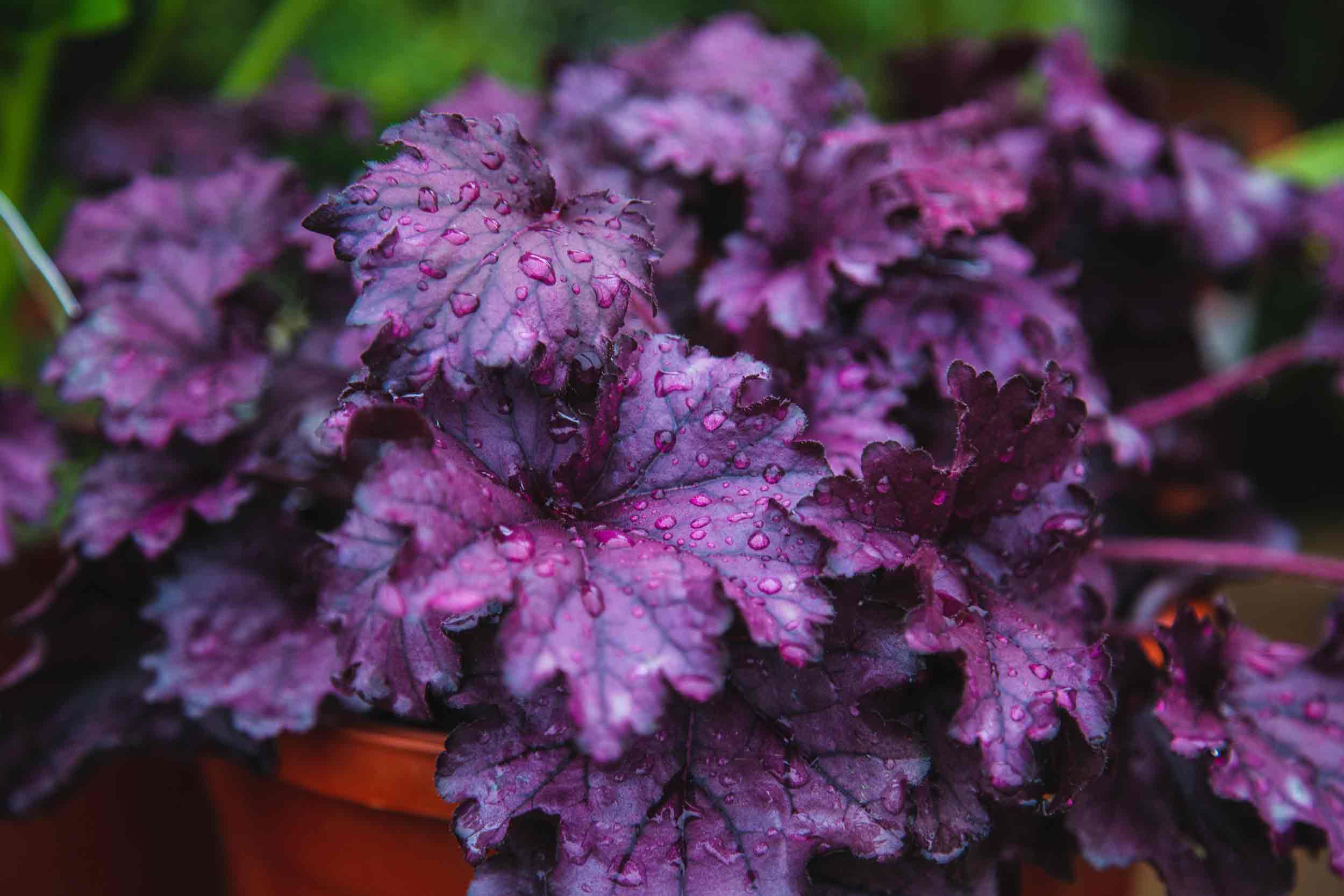Coral Bells & Foamflower