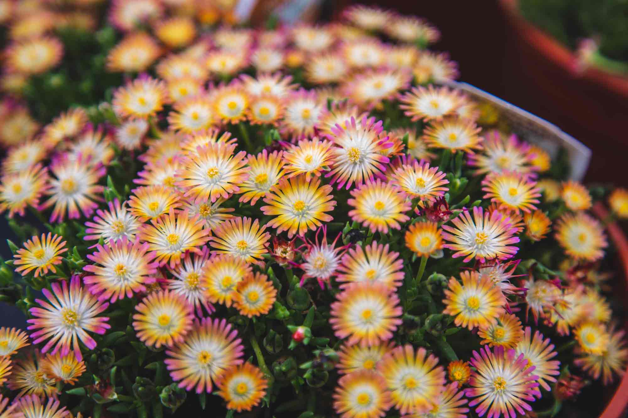 Ice Plants