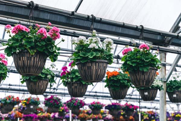 Zonal Geranium Assorted 12 Inch Hanging Basket