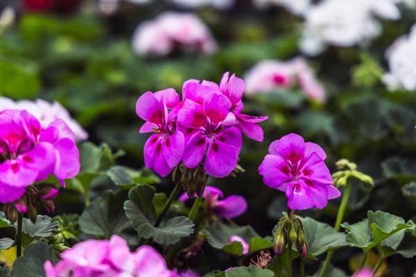 Zonal Geranium Assorted Lavender Quart