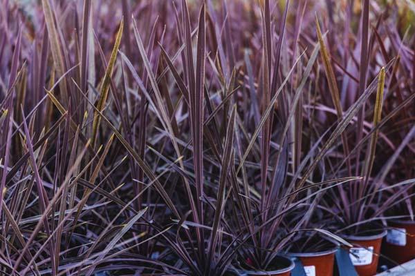 Spikes Cordyline 'Red Sensation' Quart