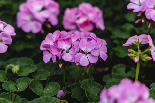 Seed Geranium Pinto&trade; Premium Lavender 4 Inch