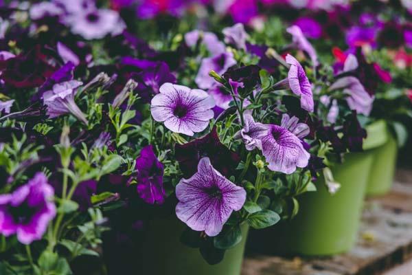 Wave&reg; Petunia Combo Royal Passion 8"