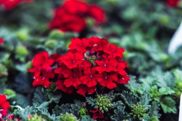 Superbena&reg; Red Quart