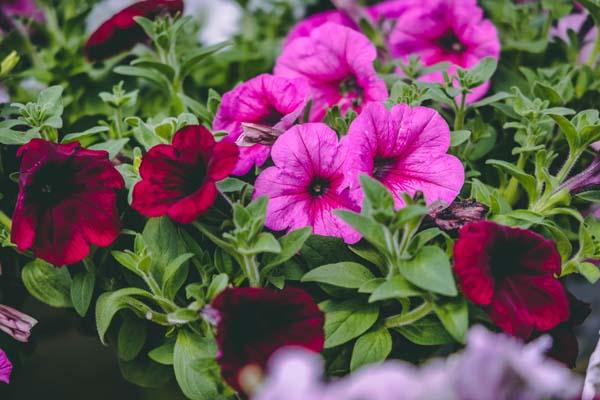 Wave&reg; Petunia Combo Very Valentine 8"