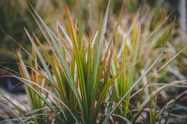 Spikes Dragon Tree 'Bicolor' Quart