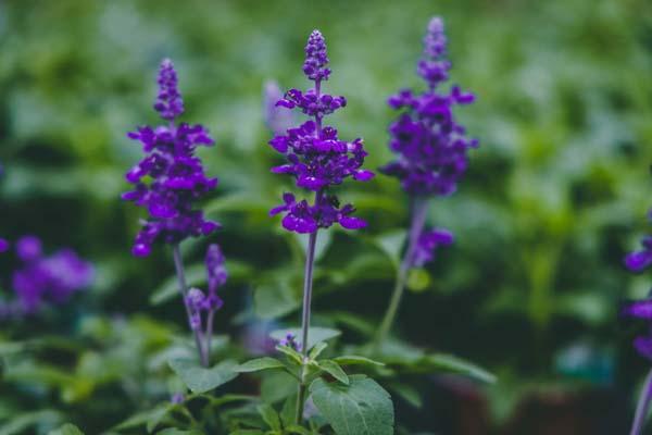 Flowering Sage Cathedral&trade; Deep Blue Quart