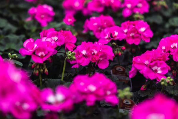 Zonal Geranium Assorted Pink/Rose Quart