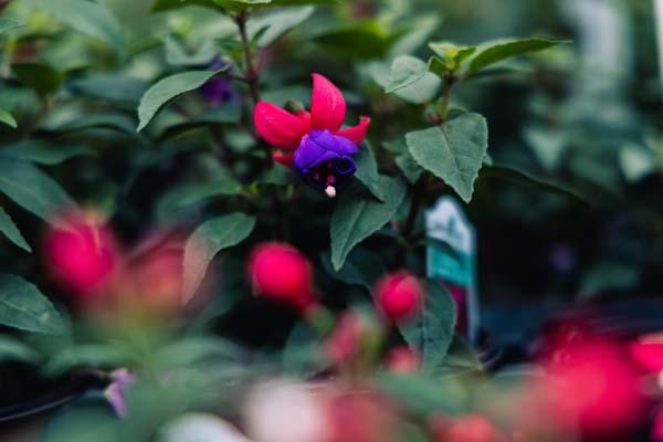 Fuchsia Windchimes&reg; Rose/Purple Quart