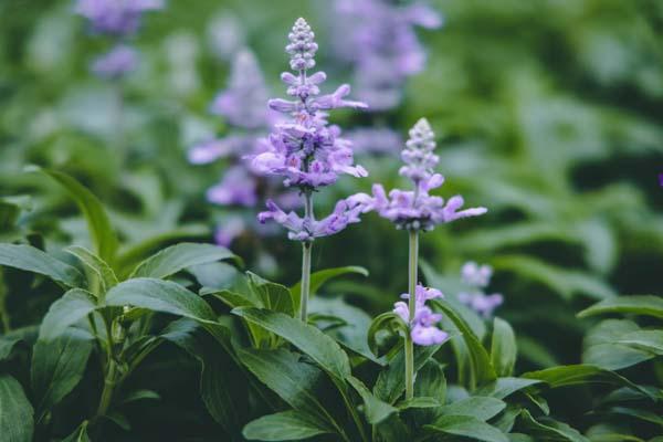 Mealycup Sage Cathedral&trade; Sky Blue Quart