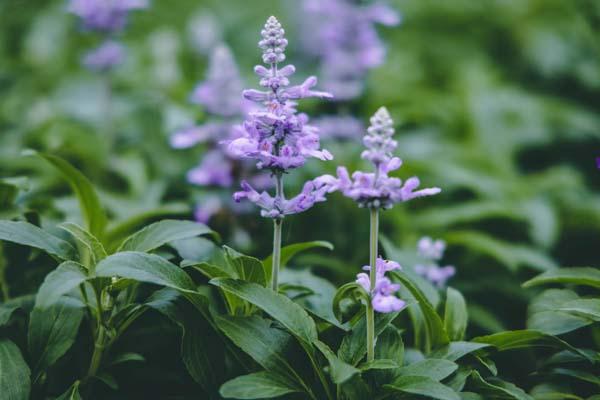 Flowering Sage Cathedral&trade; Sky Blue Quart