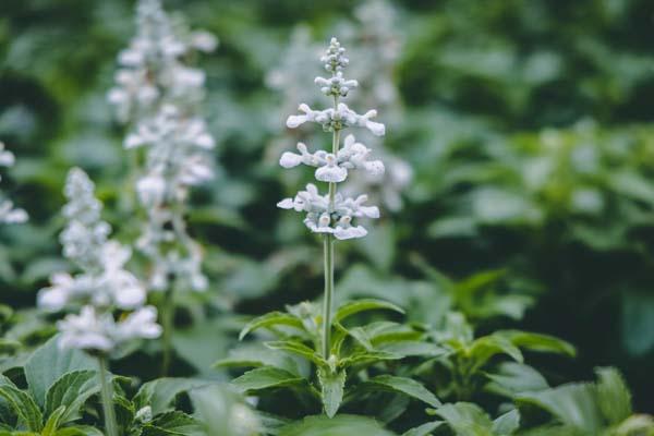 Flowering Sage Cathedral&trade; White Quart