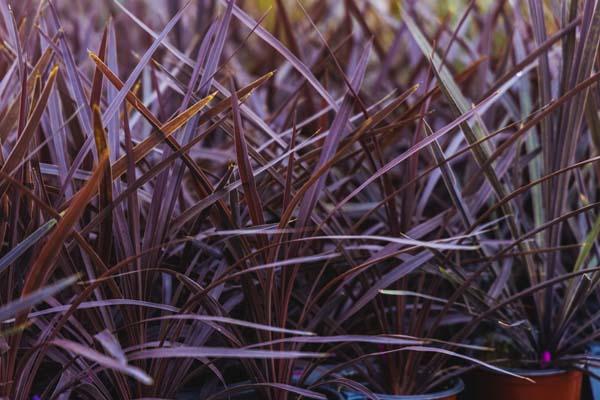 Spikes Cordyline 'Red Star' Quart