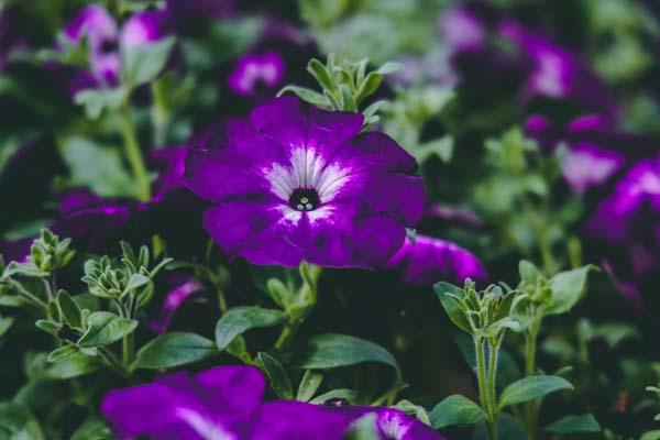 Petunia Sanguna&reg; 'Radiant Blue' 8in