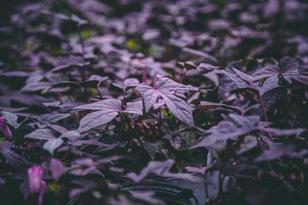 Sweet Potato Vine 'FloraMia Nero' Quart