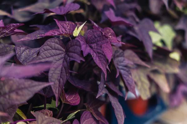 Sweet Potato Vine 'Bright Ideas Rusty Red' Quart