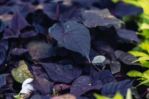 Sweet Potato Vine Spotlight&trade; Black Heart Quart