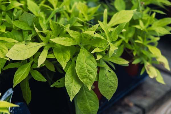 Sweet Potato Vine Spotlight&trade; Lime Quart