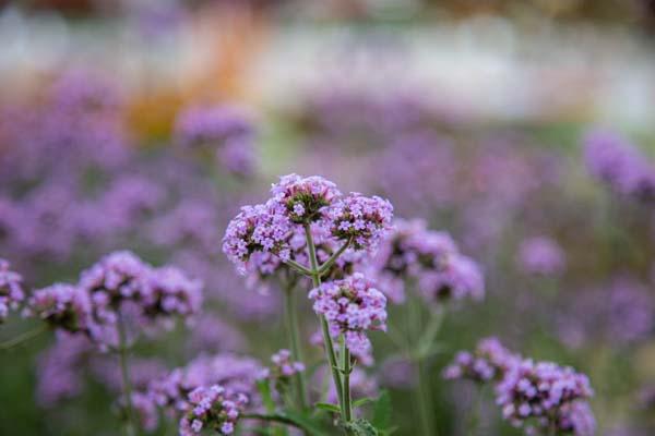 Verbena Meteor Shower&reg; 8"