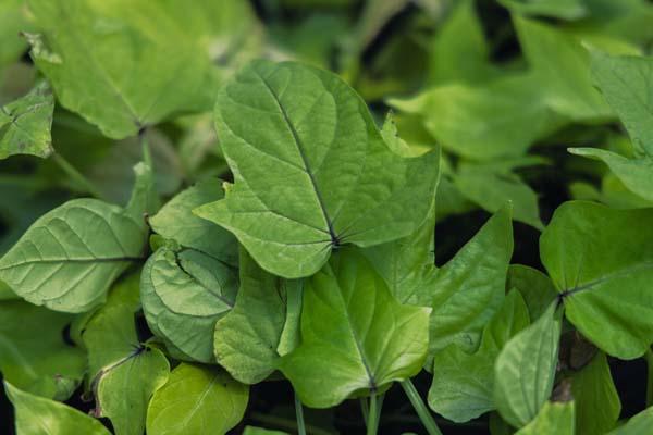 Sweet Potato Vine SolarPower&trade; Lime Heart Quart