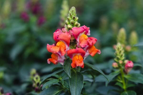 Snapdragon Speedy Sonnet 'Bronze' 4in