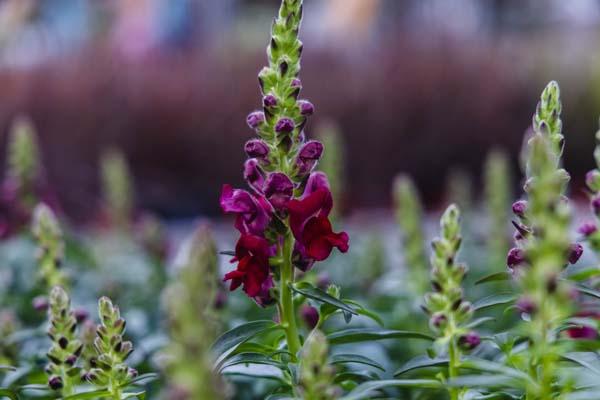 Snapdragon Speedy Sonnet 'Crimson' 4in