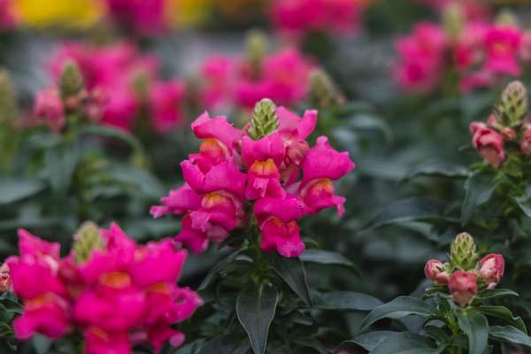 Snapdragon Speedy Sonnet 'Rose' 4in