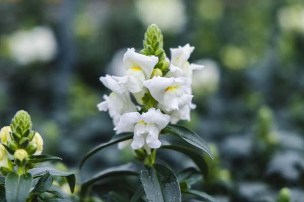 Snapdragon Speedy Sonnet 'White' 4in