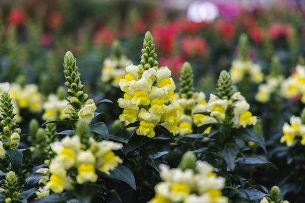 Snapdragon Speedy Sonnet 'Yellow' 4in