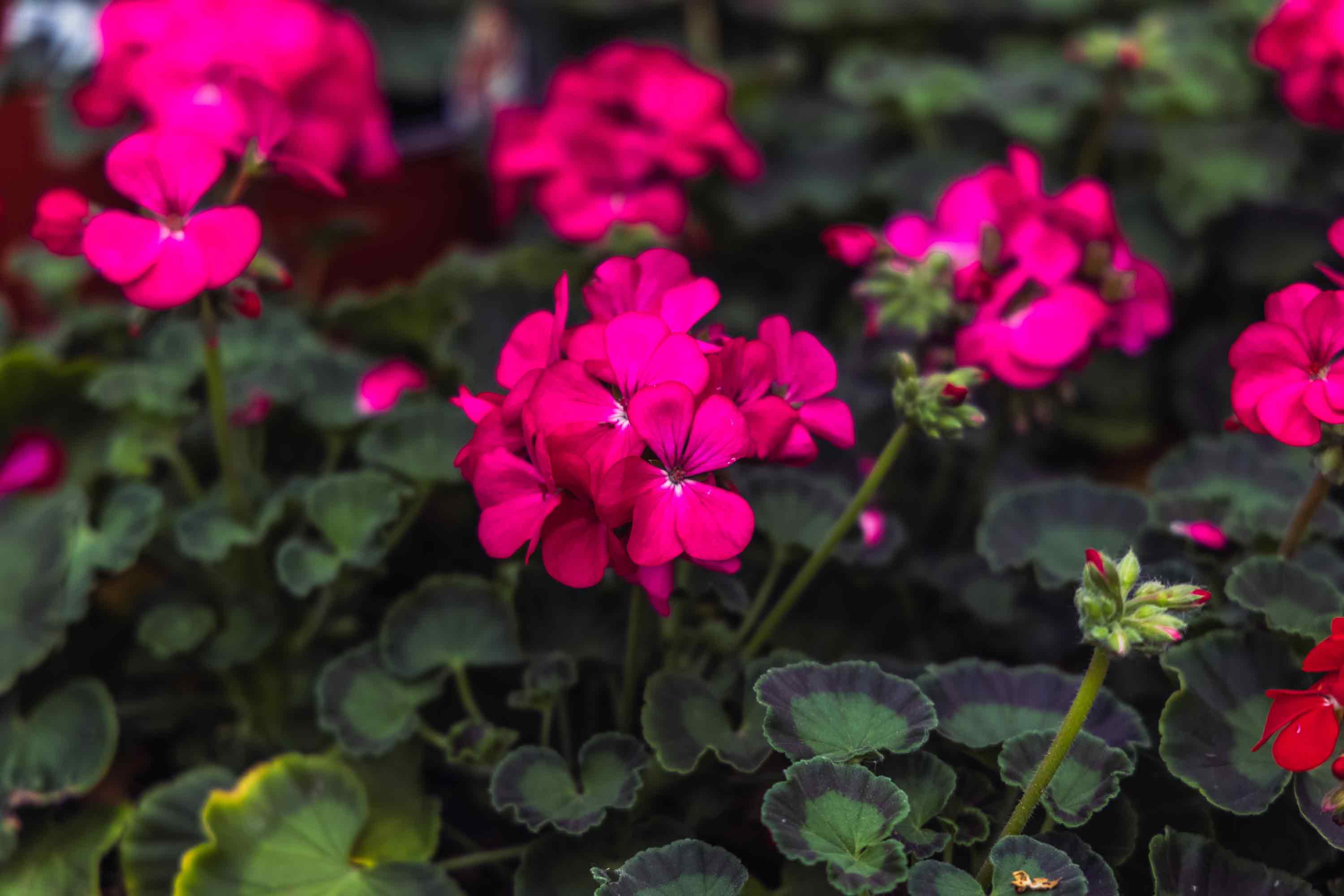 Seed Geranium 'Maverick Rose' 4in