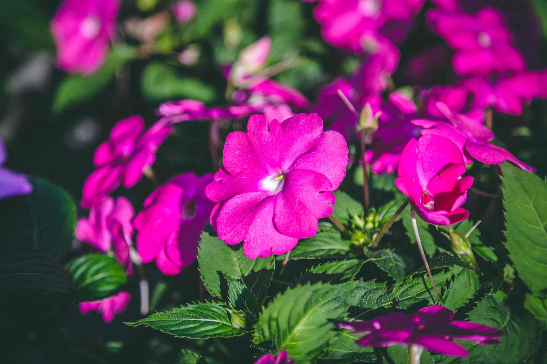 SunPatiens&reg; Compact Hot Pink Quart