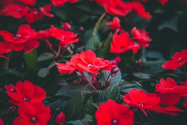 SunPatiens&reg; Compact Hot Coral Quart