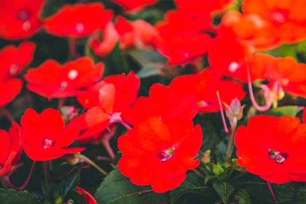 SunPatiens&reg; Compact Electric Orange Quart