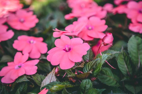 SunPatiens&reg; Compact Coral Pink Quart