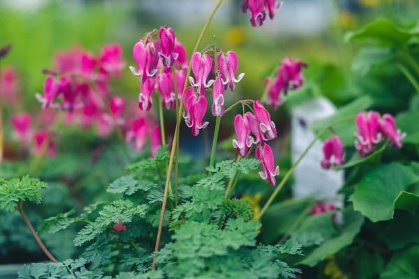 Fern-Leaf Bleeding Heart 'King of Hearts' 1 Gallon
