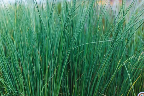 Juncus Grass 'Blue Arrows' Quart