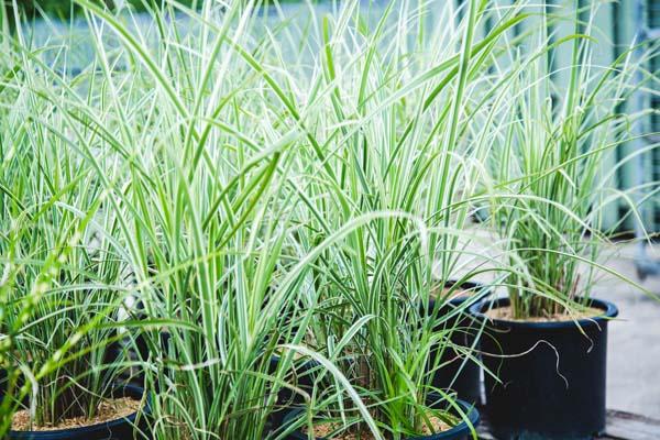 Maiden Grass 'Variegatus' 3 G