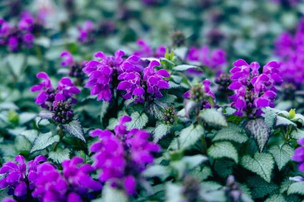 Deadnettle 'Purple Dragon' Market Basket
