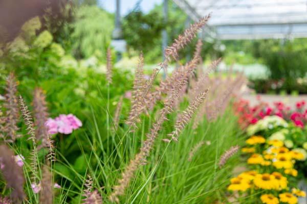 Fountain Grass 'Karley Rose' 3 Gallon