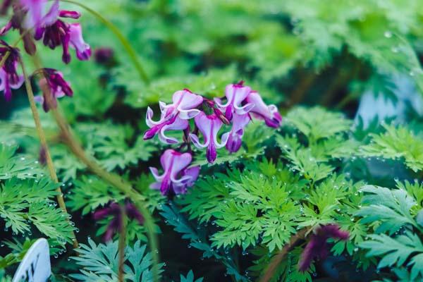 Fern-Leaf Bleeding Heart 'Pink Diamonds' 1 Gallon