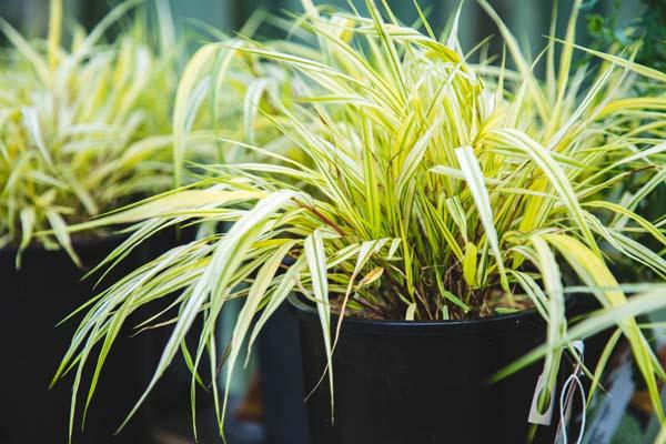 Japanese Forest Grass 'Aureola' 1 Gallon