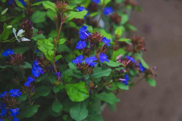 Hardy Plumbago 1 Gallon