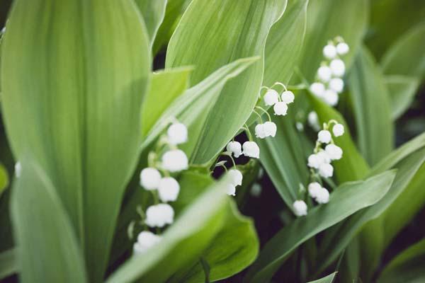 Lily of the Valley Quart